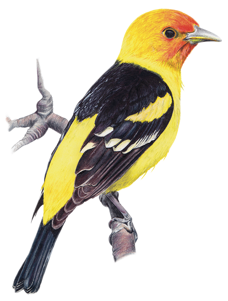 Western_Tanager_74.png