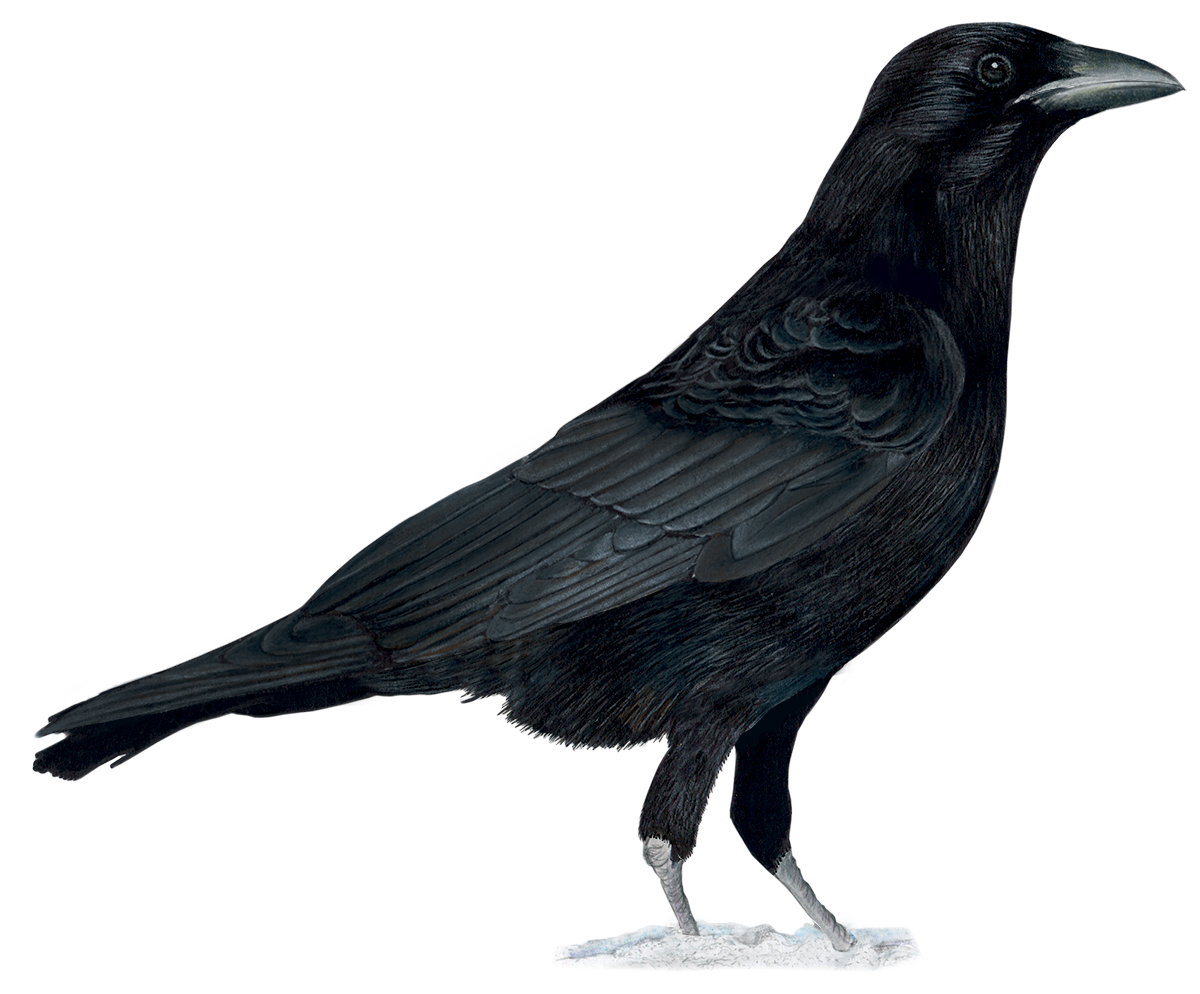 Carrion_Crow_182.png