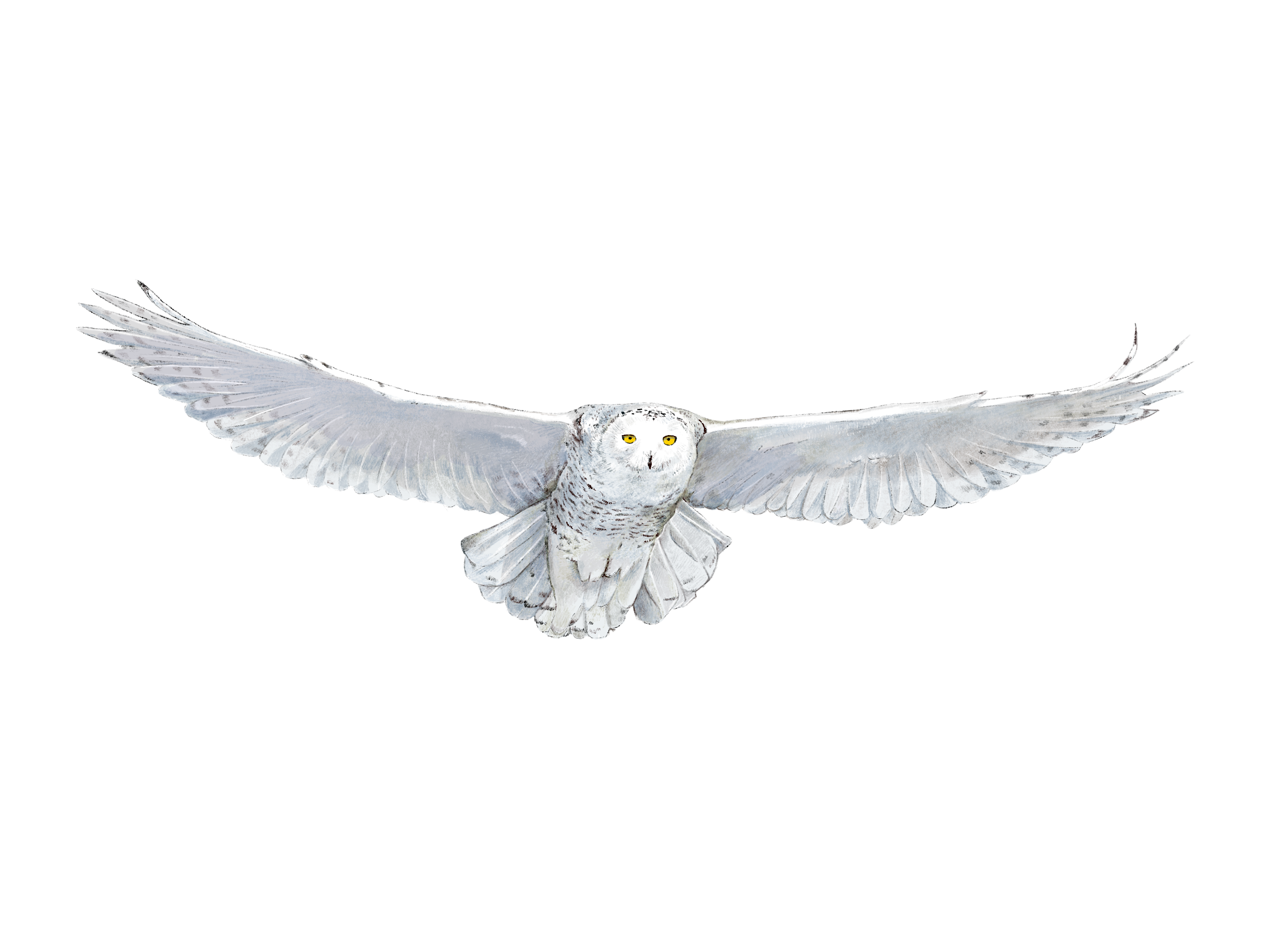 Snowy_Owl.png