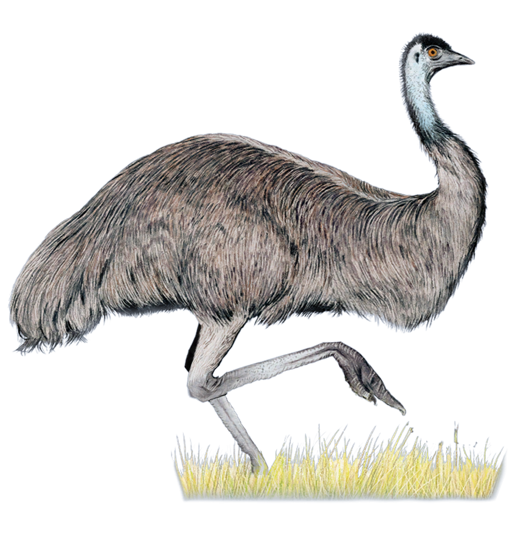 Emu.png