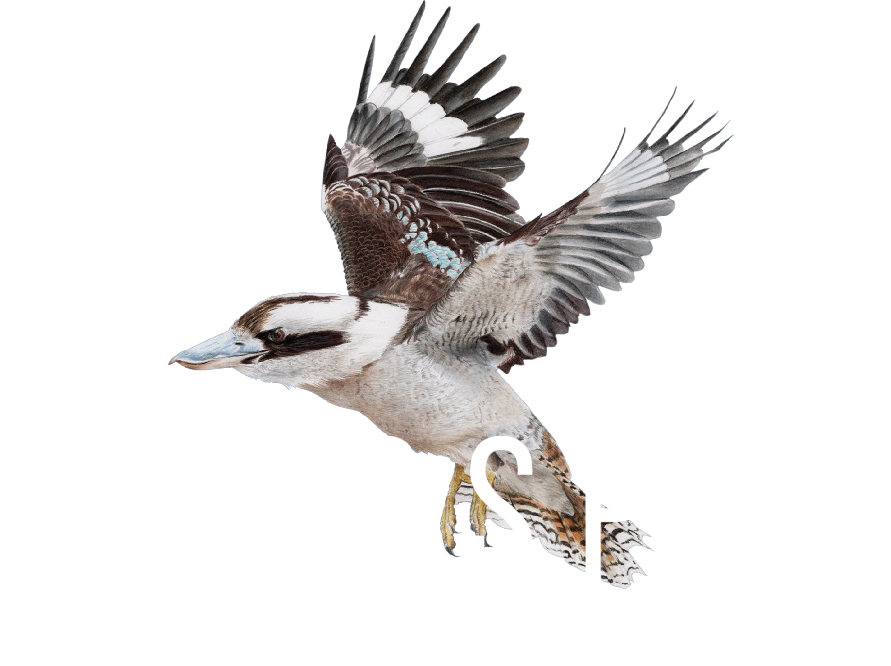 WINGSPAN_OE_Logo_bird.png