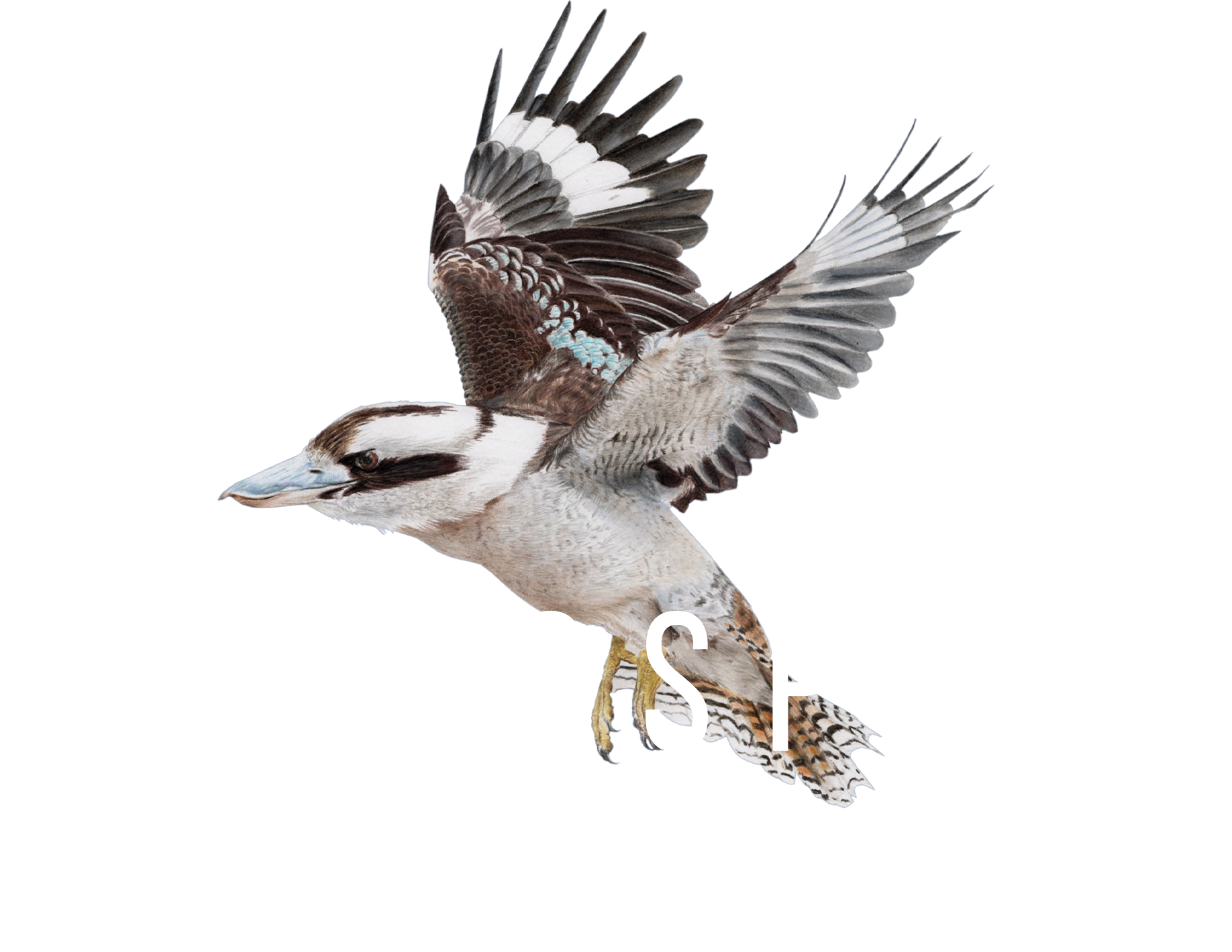 WINGSPAN_OE_Logo_bird_DigitalEdition.png